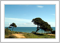 фото "Pine trees at seaside."