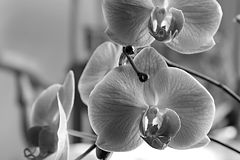 фото "orchid (i)"