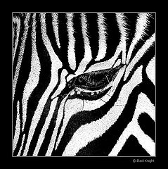 photo "Zebra"
