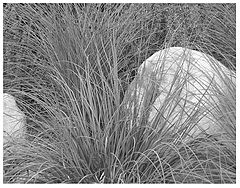 фото "Hidden"