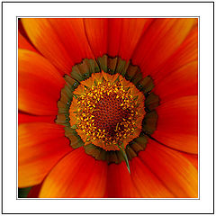 фото "A Crown Flowered for a Lady"