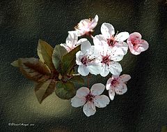 фото "***"