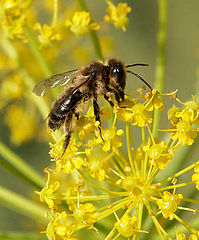 фото "the bee"