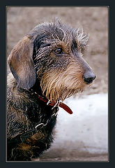 photo "So sad dachshund"