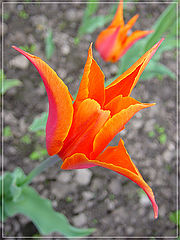 photo "Tulip"
