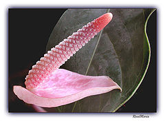 photo "Natural Composition"