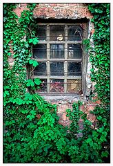 photo "Green frame"