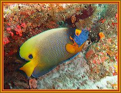 photo "Emperor angelfish."