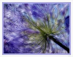 photo "Softness"