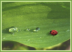 photo "Untitled photo"