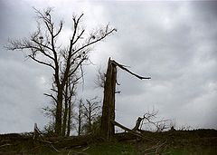photo "after the storm"