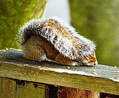 photo "My tail makes a nice blanket!"