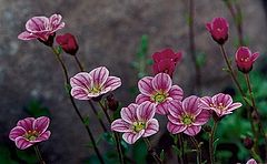 photo "Spring 1"