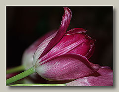 photo "Tulip"