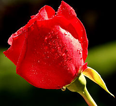 photo "Let me introduce my red rose.."
