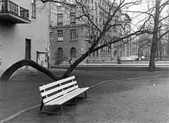 photo "Tired tree"