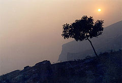photo "solitude"