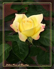 фото "Yellow Rose of Brooklyn"