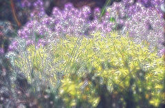 photo "flowers"