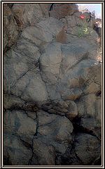 фото "Всепобеждающая жизнь... (4)"