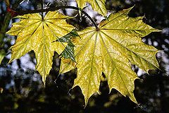 photo "Solar maple"