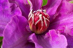 фото "About to Open"