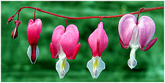 photo "Bleedinn Hearts"