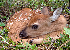 фото "Baby Bambi"