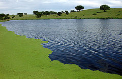 фото "colour contrast"