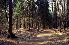 photo "Forest"