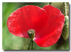 photo "Red-Blooded"