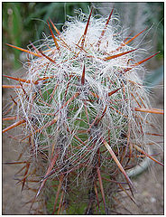 photo "Hairy and prickly"