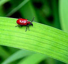фото "Red on green"
