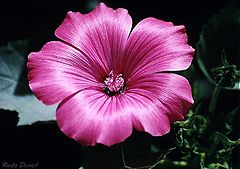 фото "Pink"