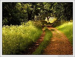 photo "Path"