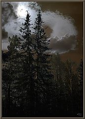 photo "Dry Pines"