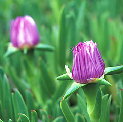 photo "ice plant"