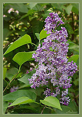 photo "Untitled photo"
