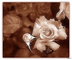 photo "Roza"