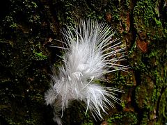 фото "Feather on tree"