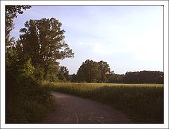 photo "landscape. summer"