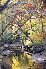 фото "yellow trees in pa"