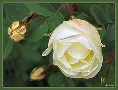 photo "Untitled photo"