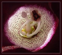 фото "Анатомия цветка #2"