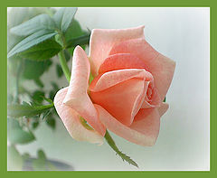 photo "Untitled photo"