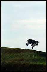 фото "solitude"