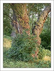 photo "An Old Tree"