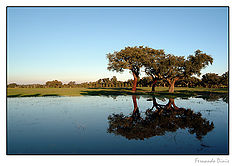 photo "Three trees"