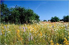 photo "Summer Came"