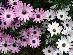 фото "backyard flowers"